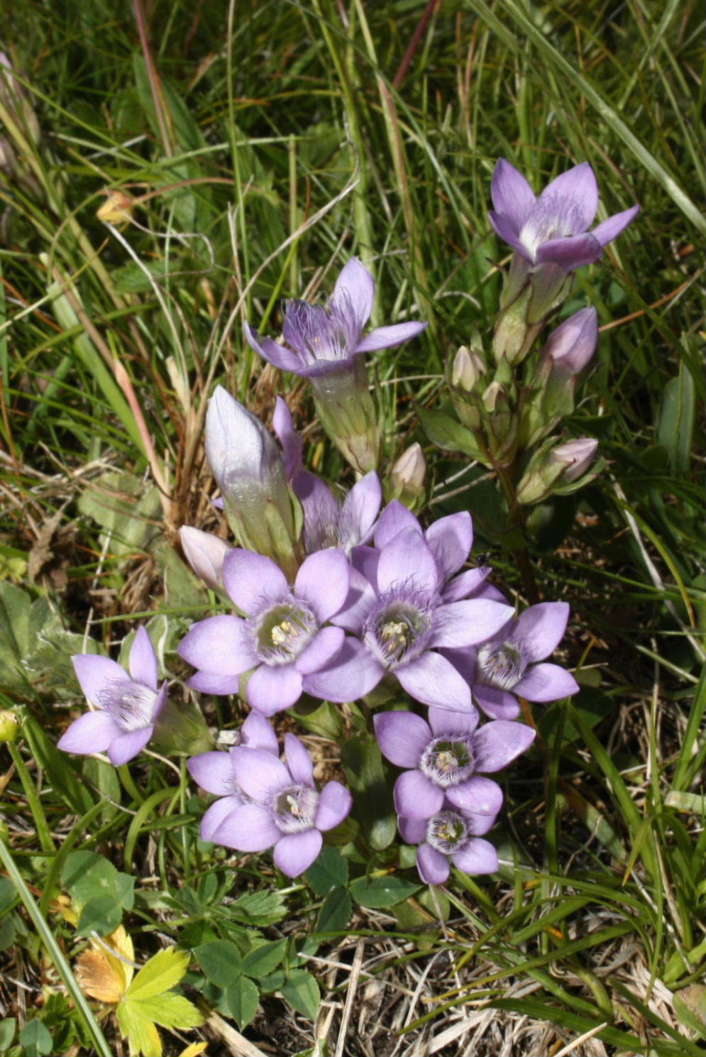 Gentianella ramosa